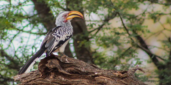 Southern yellow-billed hornbills shows a 50% drop off in breeding success due to increased heat